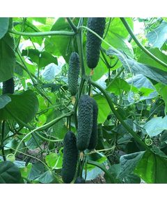 Професійне насіння огірка партенокарпічного корнішона Корвін F1 Seminis 1000 шт.