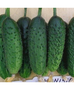 Професійне насіння огірка корнішону партенокарпічного Монісія F1 Seminis 1000 шт.