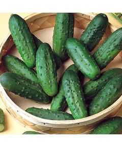 Професійне насіння огірка корнішону бджолозапильного Наташа F1 Seminis 1000 шт.