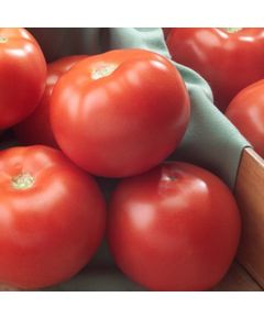 Професійне насіння томату дет. Флоріда F1 Seminis 1000 шт.