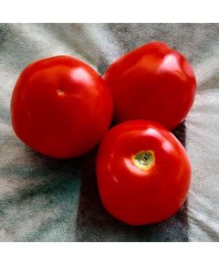 Професійне насіння томату дет. Перфектпіл F1 Seminis 1000 шт.