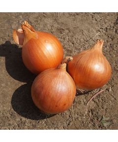 Професійне насіння цибулі ріпчастої Оленка F1(Cora Seeds) 250 000 шт.