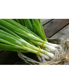 Професійне насіння цибулі на перо Кімі F1 (Cora Seeds) 100000 шт.