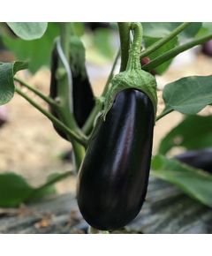 Професійне насіння баклажана Циклоп F1 (Cora Seeds) 100 шт.