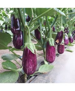 Професійне насіння баклажану тип Зебра ЦРХ 50141 F1 (Cora Seeds) 100 шт.