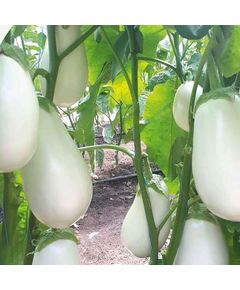 Професійне насіння баклажана тип Бібо Албано F1 (Cora Seeds) 250 шт.