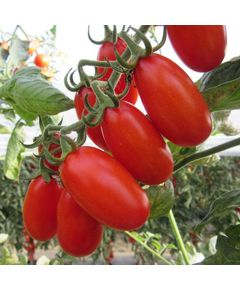 Професійне насіння томату індет. черрі Цукеріно F1 (Cora Seeds) 100 шт.