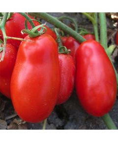 Професійне насіння томату дет. Флендер F1 (Cora Seeds) 1000 шт.