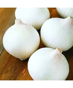 Професійне насіння цибулі ріпчастої Вайт Опера F1 (Cora Seeds) 250 000 шт.