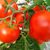 Професійне насіння червоного томату індет. Ігідо F1 (DRS-Seminis) 500 шт., изображение 2