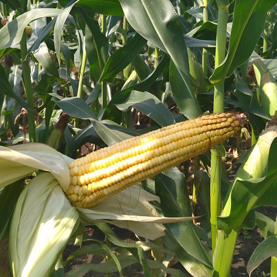 Гибрид кукурузы ДАНИИЛ