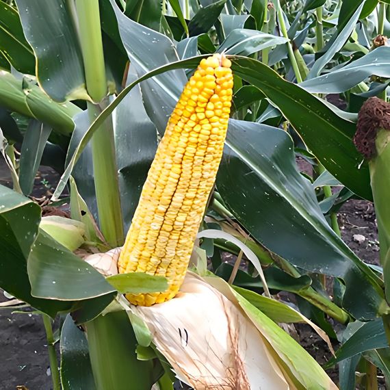 Гибрид кукурузы PAM 1023