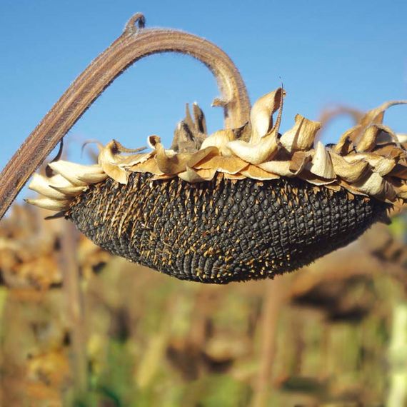 "Армагеддон"