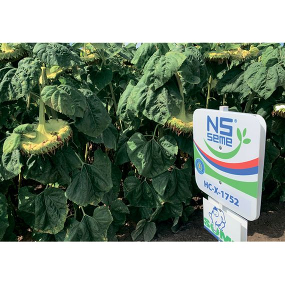 Семена подсолнечника НС Х 1752