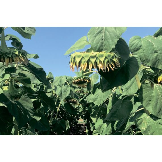 Насіння соняшника НС Х 2652