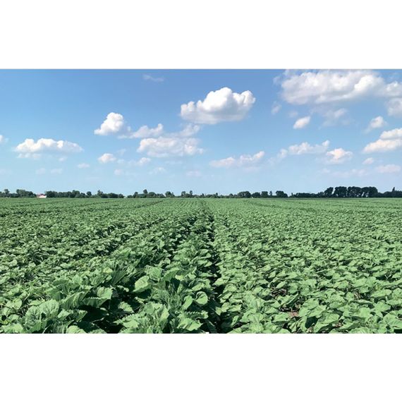 Насіння соняшника НС-Х-6045