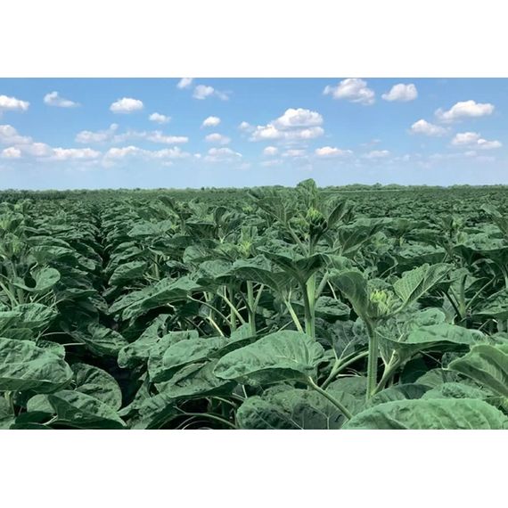 Семена подсолнечника НС ТАУРУС