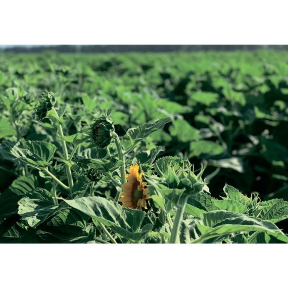 Семена подсолнечника НС Х 8005