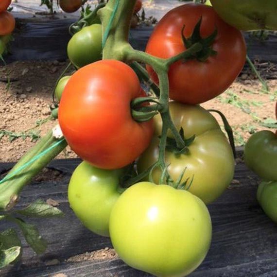 Професійне насіння червоного томату індет. Бесуто F1 (DRS-Seminis) 250 шт.