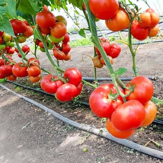 Професійне насіння червоного томату індет. Реслер F1 (DRS-Seminis) 250 шт., изображение 2