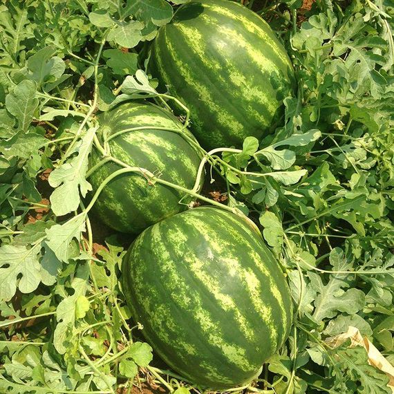 Професійне насіння кавуна Ред Хевен F1 Seminis 1000 шт.