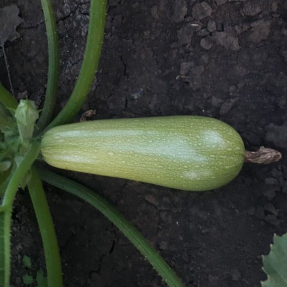 Професійне насіння кабачка раннього СВ 2987 YL F1 Seminis 500 шт., изображение 2