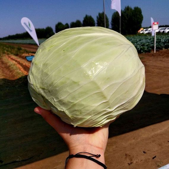 Професійне насіння капусти білоголової Мензанія F1 Seminis 2500 шт.