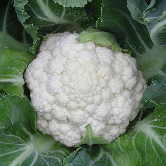 Професійне насіння капусти цвітної середньоранньої Фрідом F1 Seminis 1000 шт.