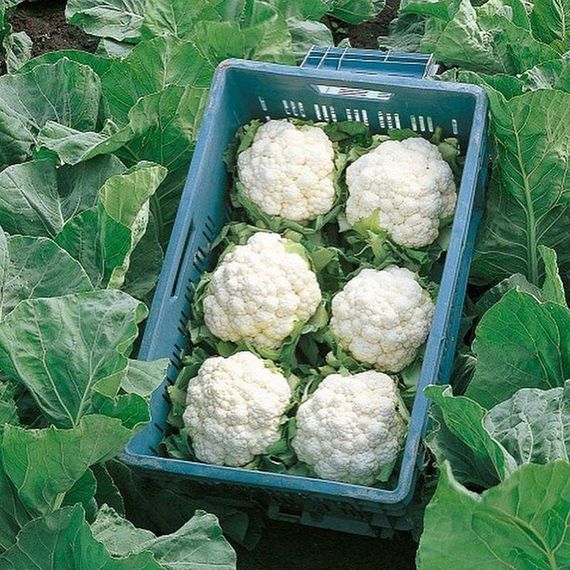 Професійне насіння капусти цвітної середньоранньої Фрідом F1 Seminis 1000 шт., изображение 4