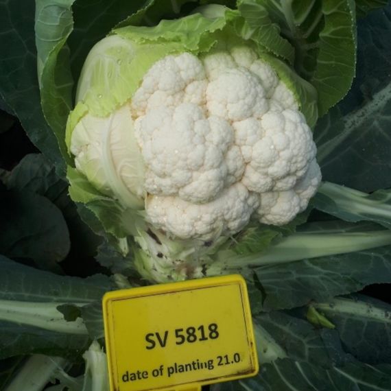 Професійне насіння капусти цвітної пізньої СВ 5818 АЦ F1 Seminis 1000 шт., изображение 3
