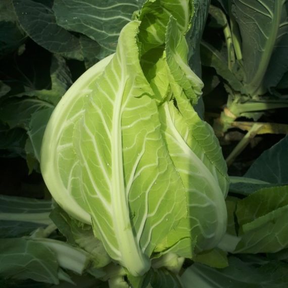 Професійне насіння капусти цвітної пізньої СВ 5818 АЦ F1 Seminis 1000 шт., изображение 4