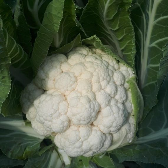 Професійне насіння капусти цвітної пізньої СВ 5818 АЦ F1 Seminis 1000 шт., изображение 2