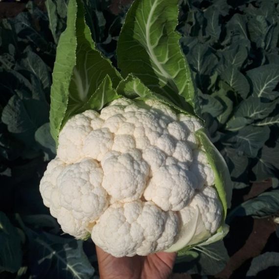 Професійне насіння капусти цвітної пізньої СВ 5818 АЦ F1 Seminis 1000 шт.