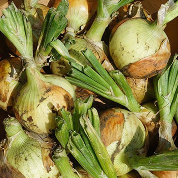 Професійне насіння цибулі ріпчастої Кенді F жовтої Seminis 250 000 шт, изображение 4