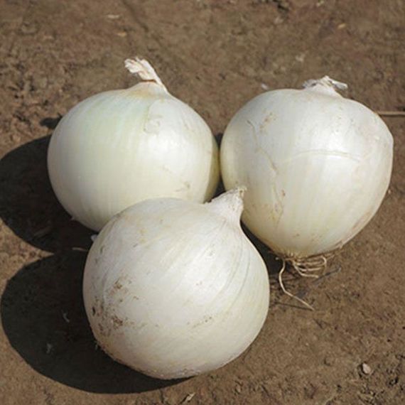 Професійне насіння цибулі ріпчастої середнього дня ультрараньої Сьєрра Бланка F1 Seminis 250 000 шт