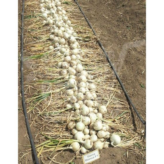Професійне насіння цибулі ріпчастої середнього дня ультрараньої Сьєрра Бланка F1 Seminis 250 000 шт, изображение 3