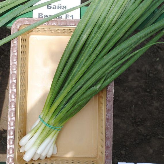Професійне насіння цибулі на перо ультрараннього Байя Верде Seminis 250 000 шт