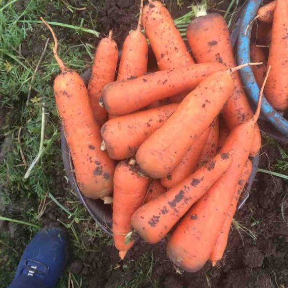 Професійне насіння моркви Шантане Абако F1(1,8-2,0) 200 000 шт Seminis, изображение 7