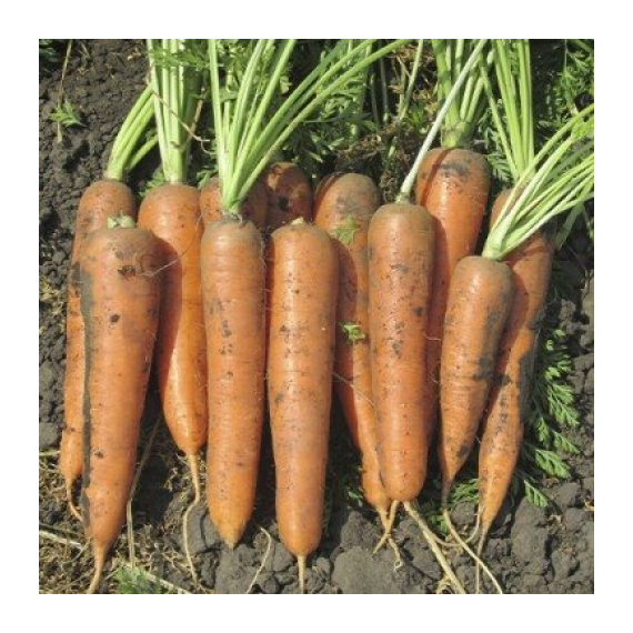 Професійне насіння моркви Шантане СВ 3118 ДЧ F1 (1,8-2,0 мм) 1 млн шт. Seminis