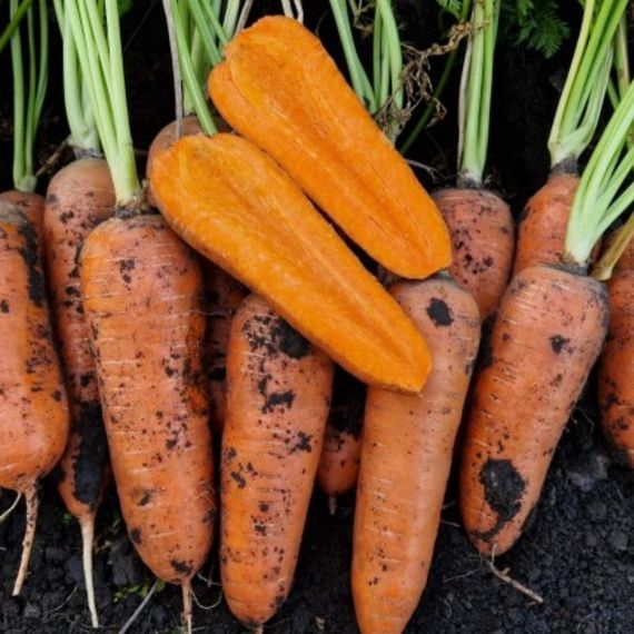 Професійне насіння моркви Шантане Лес Сайнтес F1(1,6-1,8) 200 000 шт. Seminis