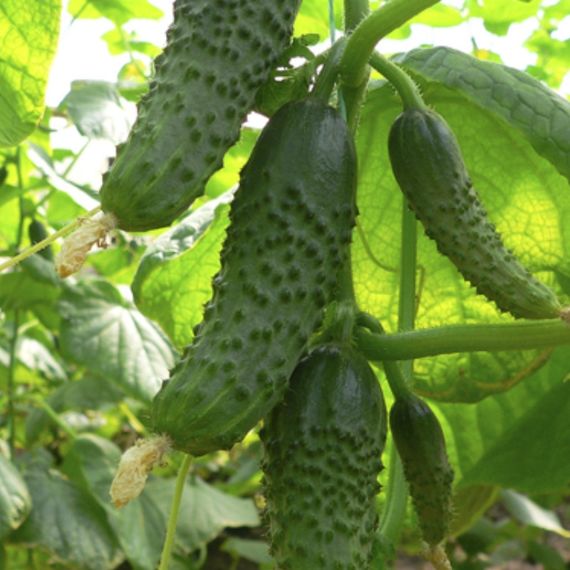 Професійне насіння огірка корнішону партенокарпічного Маша F1 Seminis 250 шт.