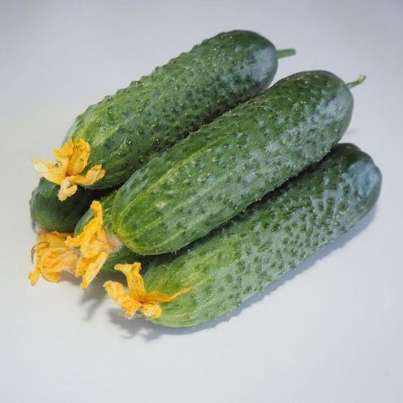 Професійне насіння огірка корнішона партенокарпічного Мадейра F1 Seminis 1000 шт.