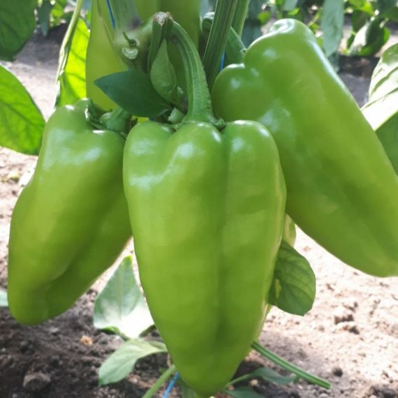 Професійне насіння перцю солодкого тип Угорський Аріадні F1 Seminis 500 шт., изображение 5