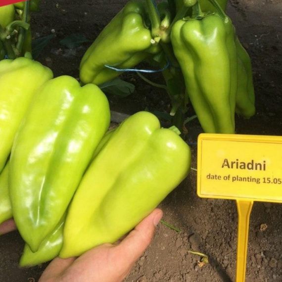 Професійне насіння перцю солодкого тип Угорський Аріадні F1 Seminis 500 шт., изображение 8