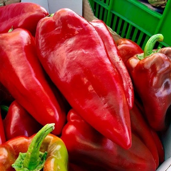 Професійне насіння перцю солодкого тип Каппі Каптур F1 Seminis 500 шт., изображение 2