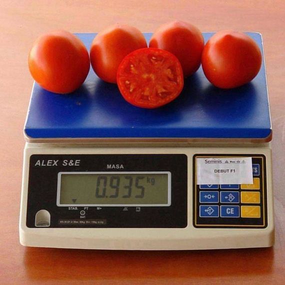 Професійне насіння томату дет. Дебют F1 Seminis 1000 шт., изображение 2