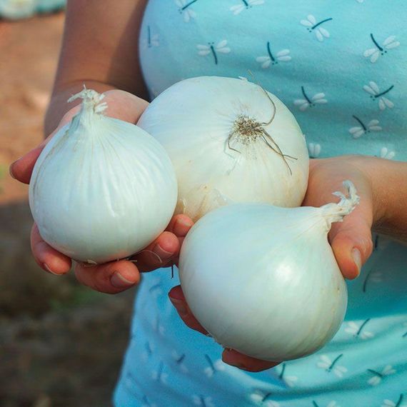 Професійне насіння цибулі озимої білої Гідрас F1 (Cora Seeds) 250 000 шт., изображение 2