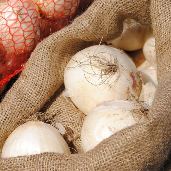 Професійне насіння цибулі озимої білої Гідрас F1 (Cora Seeds) 250 000 шт.