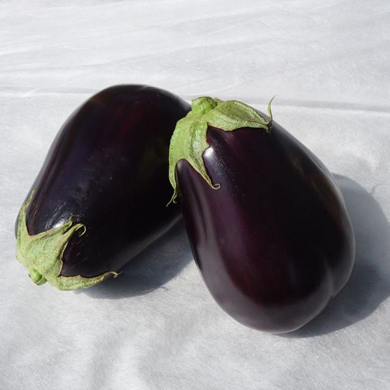 Професійне насіння баклажана тип Клорінда Сара F1 (Cora Seeds) 1000 шт.