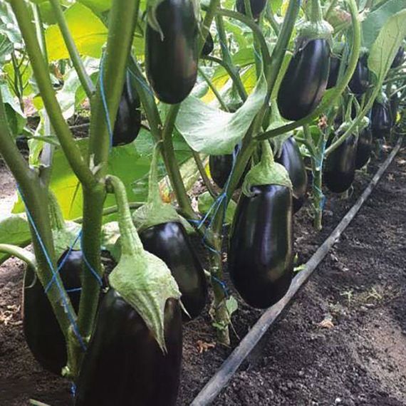 Професійне насіння баклажана Циклоп F1 (Cora Seeds) 100 шт., изображение 2